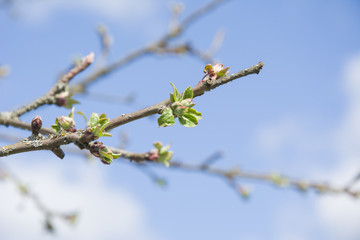 Branch of a tree in the garden. Blossoming green buds on the trees on blue sky. Spring background.