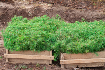 Green pine seedlings lie in wooden crates. Small tree seedlings are prepared for planting in the forest. The concept of reforestation after deforestation.