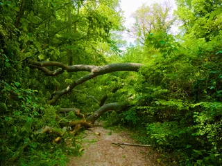 Wanddecoratie Huisarts Auf dem Landschaftsfoto gelten Wälder als die am schwierigsten zu fotografierenden Motive. eine kleine Beobachtung, um interessante und poetische Szenen zu finden.  © corentin