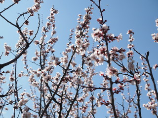 A bee flying around sakura bunch - cherry blossoms, pink flowers during spring.