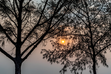 Sun shines through trees on blue nature background. Light goes through branches with no leaves.