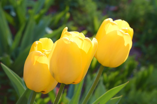 Three yellow tulips on a background of green leaves. Beautiful yellow tulips in the flowering spring garden. Greeting card for international women's day. Image with selective focus.