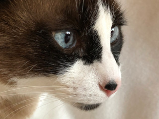 Portrait of Snowshoe cat, a kind of Siamese, on white background
