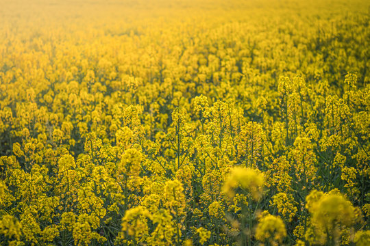 pole rzepaku kwitnącego na żółto