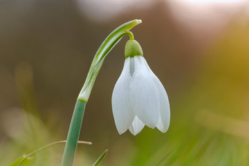 Obraz premium White snowdrop flower in spring with four petal leaves