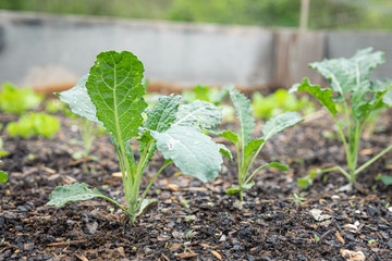 Obraz premium Vegetable Seedlings