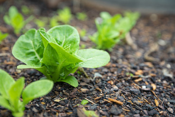 Vegetable Seedlings