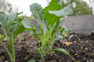 Vegetable Seedlings