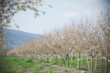 Almond trees with white flowers