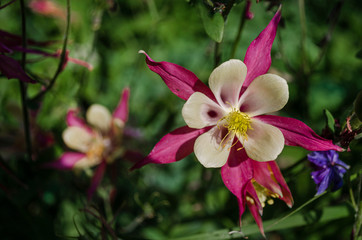 Floral concept of closeup pink Aquilegia hybrida on a green leaves in garden. View to blooming flower in Summertime with copyspace. Selective focus and minimal composition of Winky Red and White