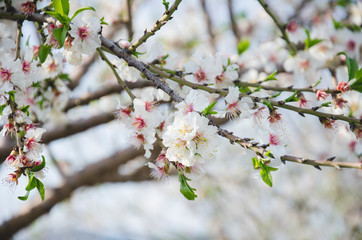 Almond trees with white flowers