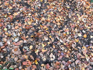 background of dry leaves in fall season