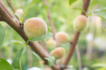 Peach Tree