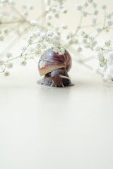 Dark brown Achatin with a spiral shell crawls among beautiful white flowers on a bright clear day. Extreme closeup macro healing mucus and anti-aging slime of Giant Snail. Concept of purity, copyspace
