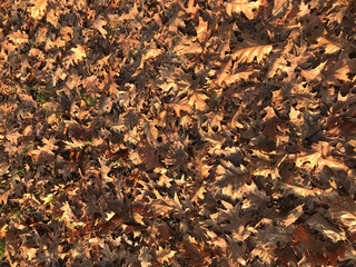 background of dry leaves in fall season