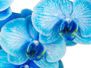 blue orchid isolated on white