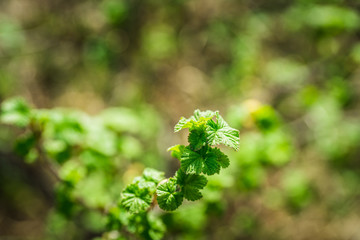 Currant branch with new green leaves. Selective focus. Shallow depth of field.
