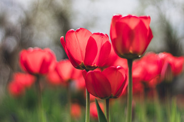 Obraz premium red tulips in spring