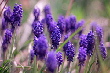 Obraz premium close up of spring flowers