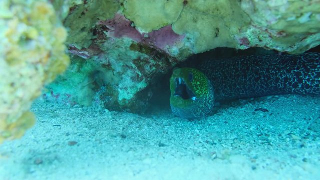 Green morey eel . Red sea.