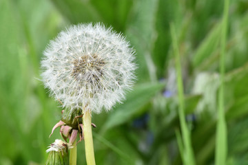 Dandelion Fluff 01