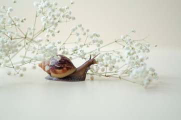 Dark brown Achatin with a spiral shell crawls among beautiful white flowers on a bright clear day. Extreme closeup macro healing mucus and anti-aging slime of Giant Snail. Concept of purity, copyspace
