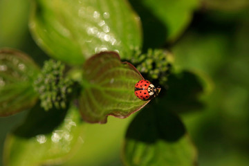 Red ladybug sitting on plant © olena