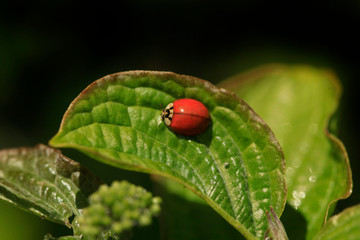 Red ladybug sitting on plant © olena