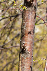 Ostrya carpinifolia, the European hop-hornbeam