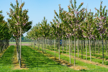 Plantation with rows of green garden decorative trees in different shapes