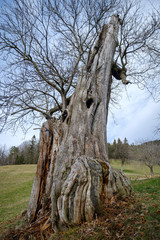 Obraz premium Old Zejcar chestnut trees in Skofja Loka