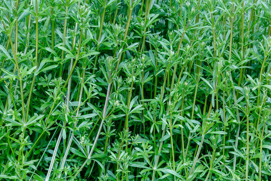 Galium aparine. Plantas agrupadas de amor de hortelano, lapa.