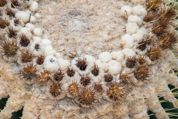 Closeup thorns of Golden Barrel Cactus in gravel. Cactus in the garden.Echinocactus grusonii