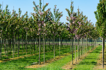 Plantation with rows of green garden decorative trees in different shapes