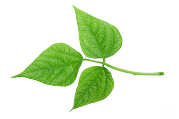 Green bean leave and pods of the beans on isolated white background