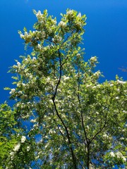 Fototapeta premium Background of acacia trees with flowers