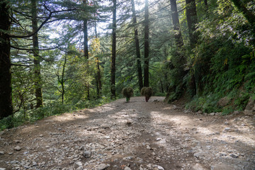 Local women workers carrying load of grass up the mountains 