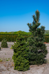 Plantation with rows of thuja, coniferum, cyprus, pine trees in different shapes