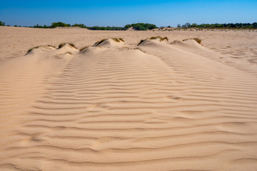 Desert nature landscapes in national park De Loonse en Drunense Duinen, North Brabant, Netherlands