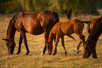 Fototapeta na wymiar Mare and Foal together in meadow. Nature background. Soft focus