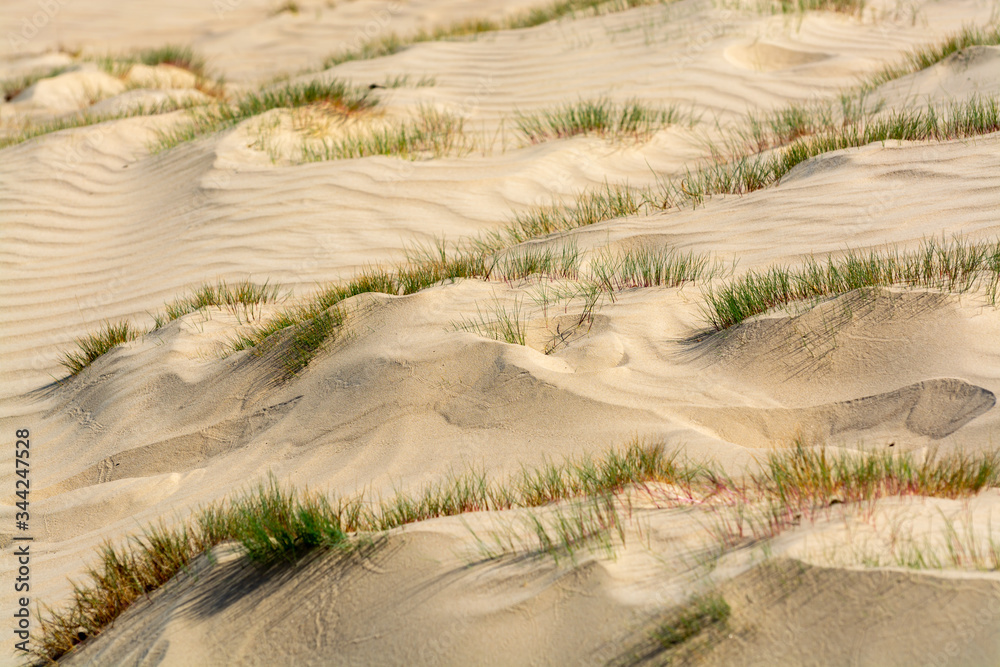 Wall mural desert nature landscapes in national park de loonse en drunense duinen, north brabant, netherlands