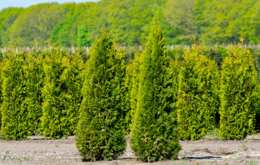 Plantation with rows of thuja, coniferum, cyprus, pine trees in different shapes