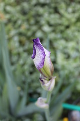 iris tectorum