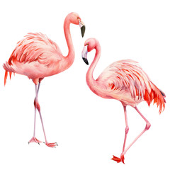 Naklejka premium Set of pink flamingo on an isolated white background, watercolor illustration. Greeting card. 