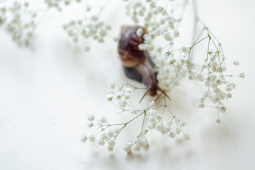 Dark brown Achatin with a spiral shell crawls among beautiful white flowers on a bright clear day. Extreme closeup macro healing mucus and anti-aging slime of Giant Snail. Concept of purity, copyspace