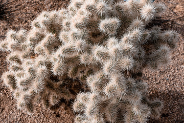 close up of cactus - California, US
