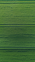 green grass texture vertical