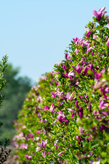 Plantation with rows of evergreen garden decorative magnolia trees with pink flowers in sunny day