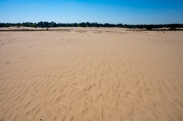 Desert nature landscapes in national park De Loonse en Drunense Duinen, North Brabant, Netherlands