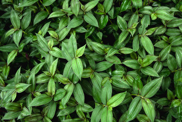 Green leaves